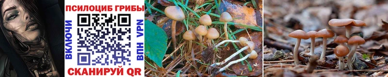Псилоцибиновые грибы MAGIC MUSHROOMS  Петровск 